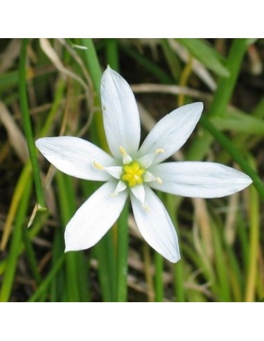 Star of Bethlehem