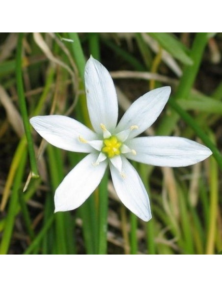 Star of Bethlehem