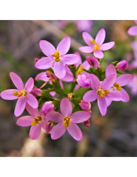 Centaury