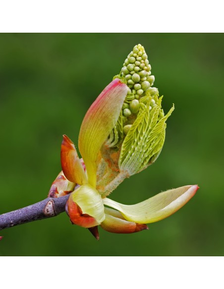 Chestnut Bud