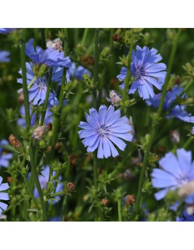 Chicory