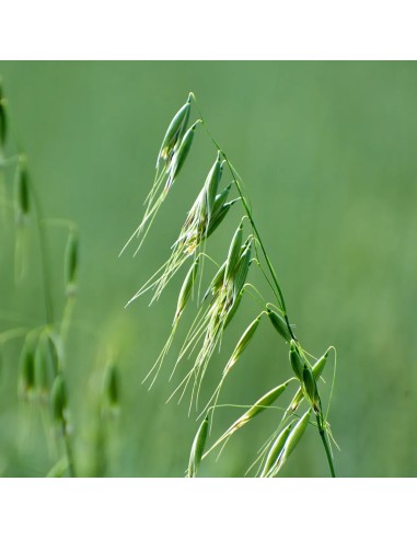 Wild Oat