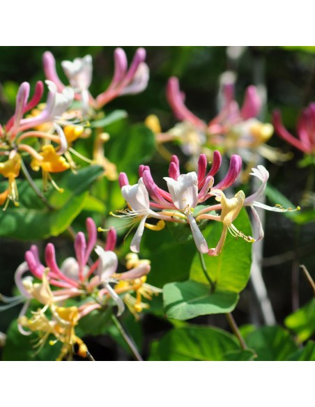 Honeysuckle