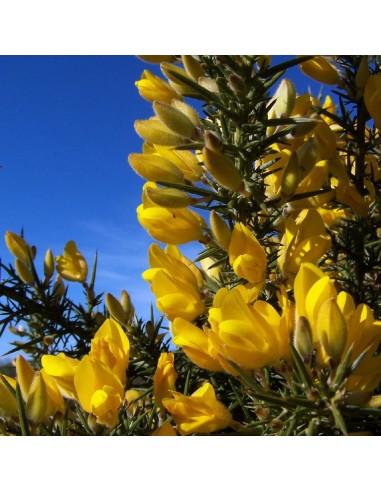 Gorse