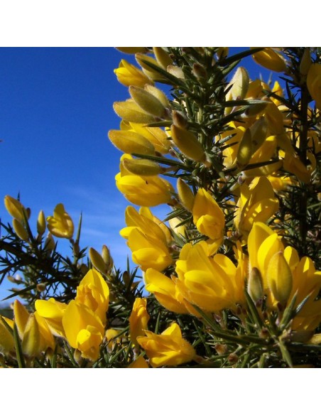 Gorse