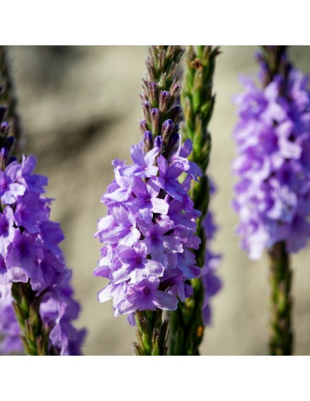 Vervain