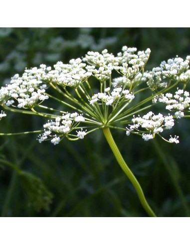 Tisana Anice Verde Semi 100 g