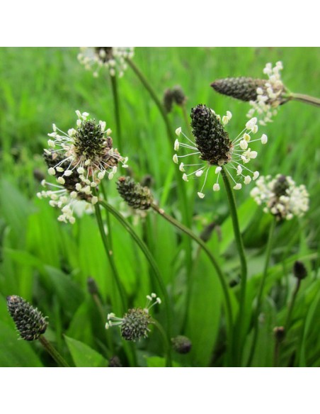 Tisana Psillio 100 g