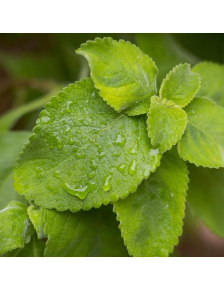 Tisana Boldo Foglie 100 g