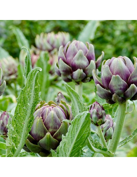 Tisana Carciofo Foglie 100 g