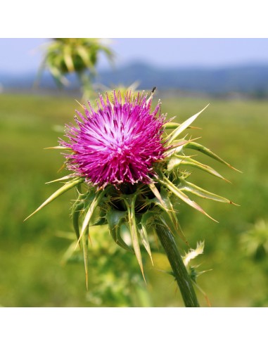 Tisana Cardo Mariano Sommità 100 g