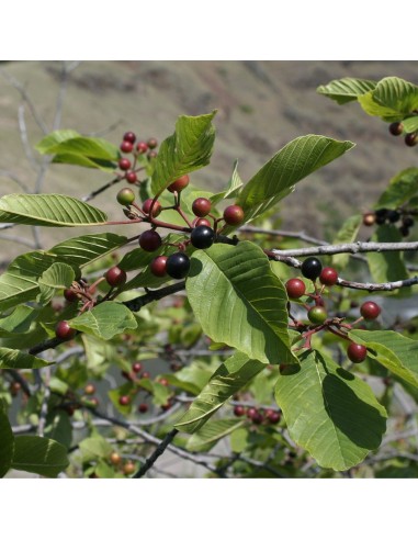 Tisana Cascara Corteccia 100 g