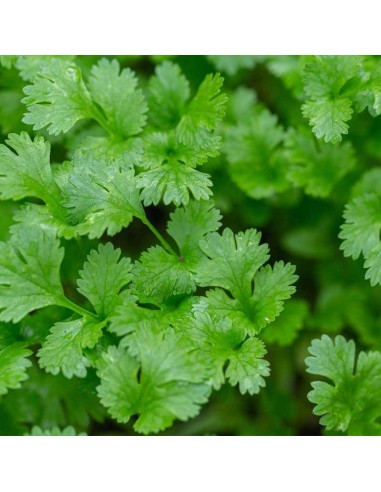 Tisana Coriandolo Semi 100 g