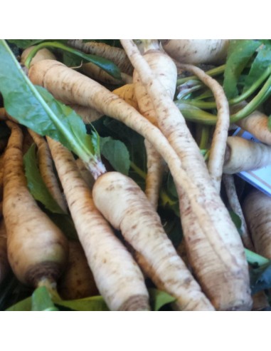 Tisana Cicoria Radice 100 g