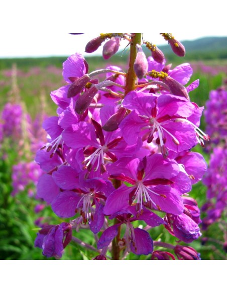 Tisana Epilobio Erba 100 g