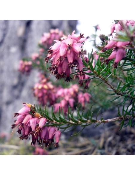 Tisana Erica Fiori 100 g