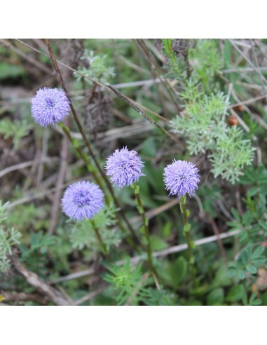 Tisana Globularia 100 g