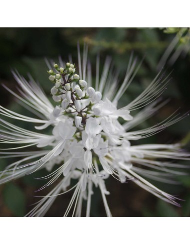 Tisana Orthosiphon 100 g