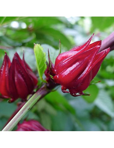 Tisana Karkadè 100 g