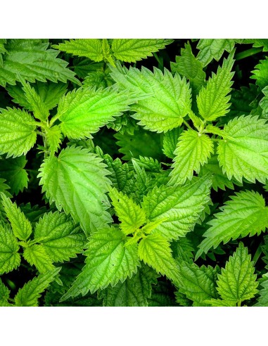 Tisana Ortica Foglie 100 g