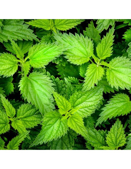 Tisana Ortica Foglie 100 g