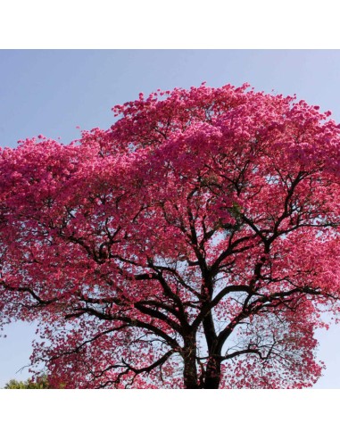 Tisana Tè Lapacho 100 g