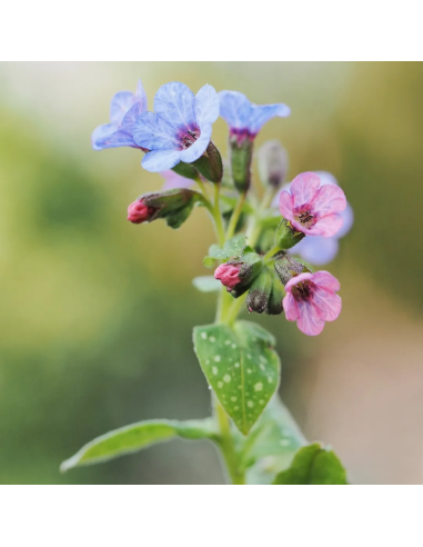 Tisana Polmonaria 100 g