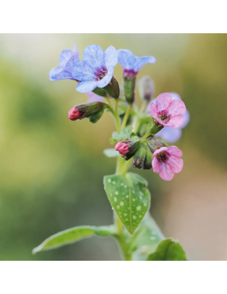 Tisana Polmonaria 100 g