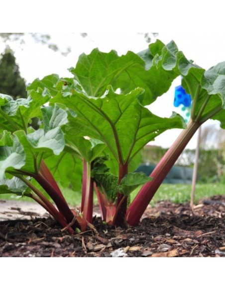 Tisana Rabarbaro 100 g