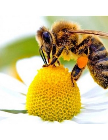 Tisana Polline 100 g