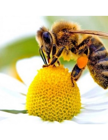 Tisana Polline 100 g