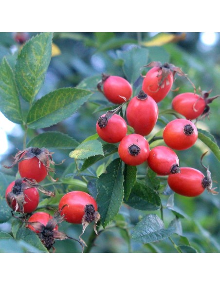 Tisana Rosa Canina 100g