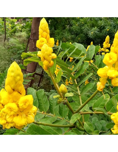 Tisana Senna Foglie 100g