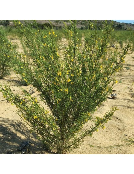 Tisana Tè Rosso 100g