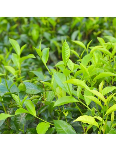 Tisana Tè Nero 100g