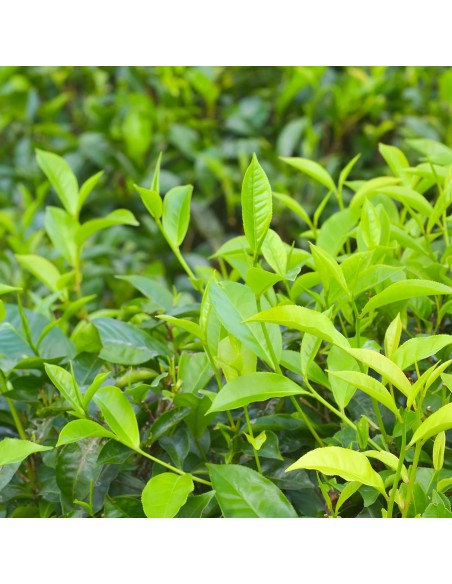 Tisana Tè Bancha 100g