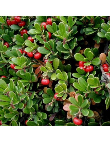 Tisana Uva Ursina 100g