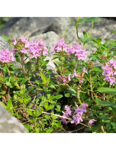 Tisana Timo Serpillo 100g