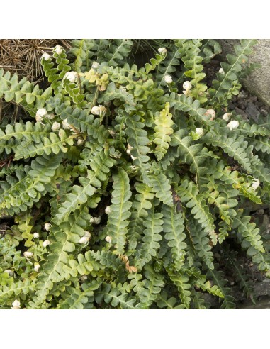 Tisana Spaccapietra 100g