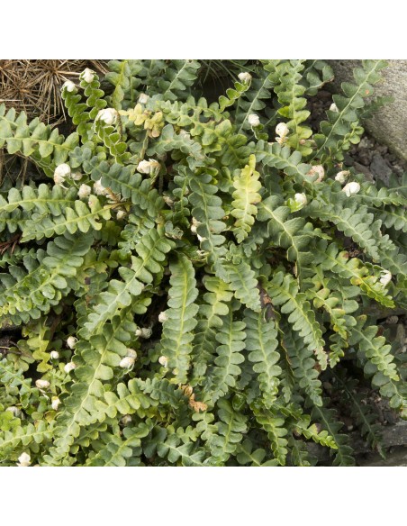 Tisana Spaccapietra 100g