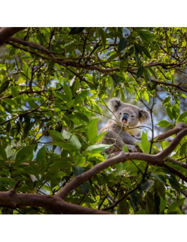 Tisana Eucalipto 100g