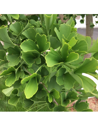 Tisana Ginkgo Biloba 100g