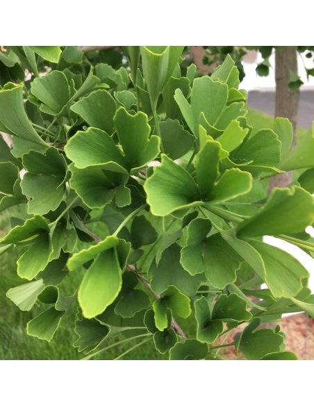 Tisana Ginkgo Biloba 100g