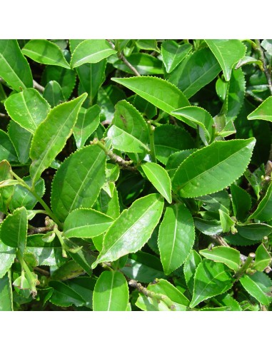 Tisana The Verde 100g