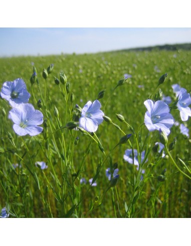 Polvere di Farina di Semi di Lino 100 g