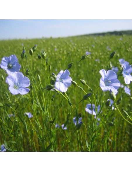 Polvere di Farina di Semi di Lino 100 g