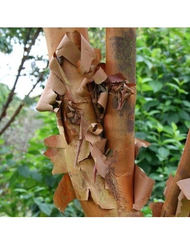 Polvere di Cannella 100 g