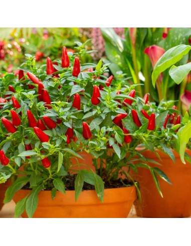 Polvere di Peperoncino 100 g