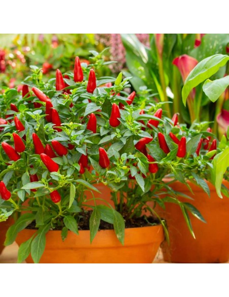 Polvere di Peperoncino 100 g