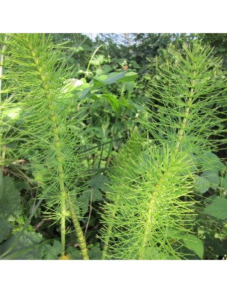 Polvere di Equiseto 100 g